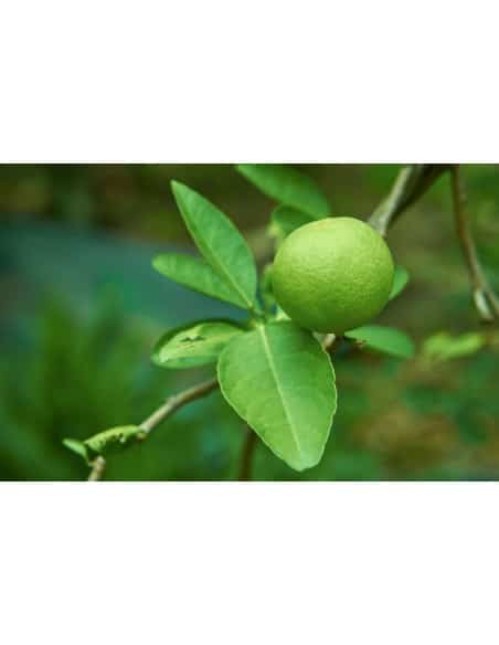 Quand cueillir les citrons jaunes : guide pratique pour une récolte réussie